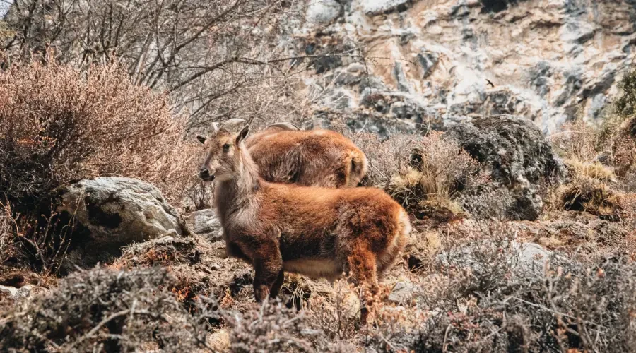 himalayan-tahr